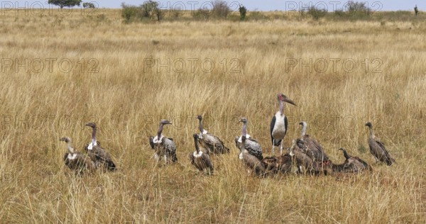 African White Backed Vulture (gyps africanus), Ruppell's Vulture, gyps rueppelli, Lappet Faced Vulture, torgos tracheliotus, Marabou Stork, leptoptilos crumeniferus, Group eating on Carcass, Masai Mara Park in Kenya