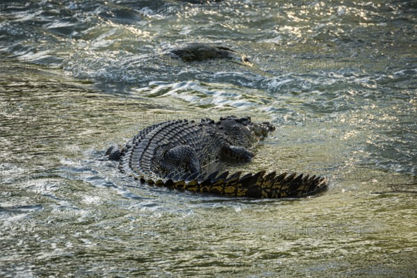 Saltwater crocodile, also known as saltie (Crocodylus porosus) at the Cahill Crossing ford through the East Alligator River, Kakadu National Park, Northern Territory, Australia, Oceania