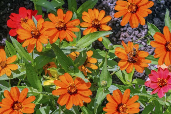 Zinnias (Zinia), Allgäu, Bavaria, Germany, Europe