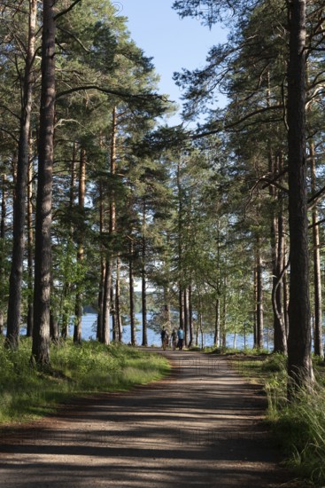 Person walking on a rural road in the forest near lake. People active outdoors. Healthy lifestyle. Kuopio Finland