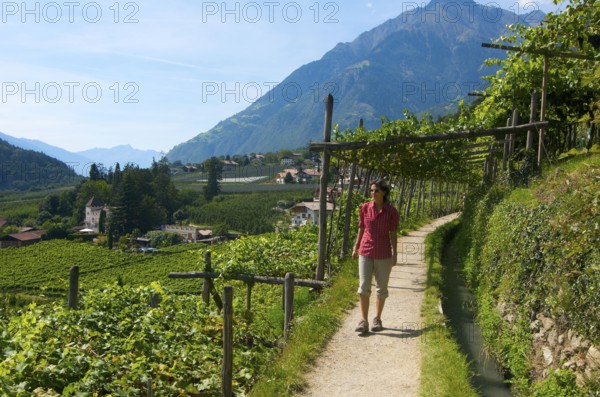 Waalweg, Hiking Trail, South Tyrol, Italy, Europe