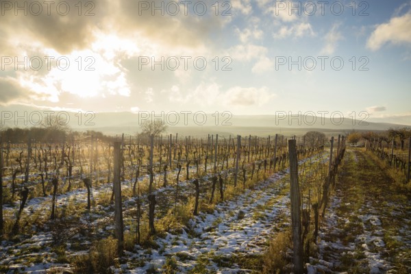 Wintersun on snowy vineyards in Burgenland Austria