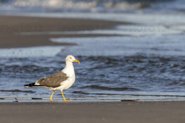 Herring gull (Larus fuscus) on the beach of Juist, East Frisian Islands, Germany, Europe