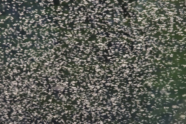 A swarm of mosquitoes with many small mosquitoes in the sun in the evening up close