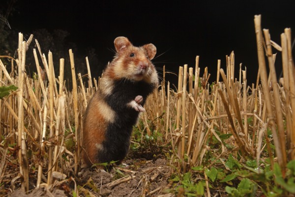 European hamster (Cricetus cricetus) at a construction site, Thuringia
