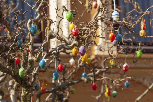 Colourful Easter eggs hanging from tree branches as decoration in a front garden, Bremen, Germany, Europe