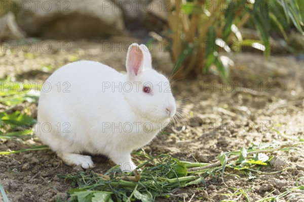 Close-up of a white rabbit on a farm eating vegetables