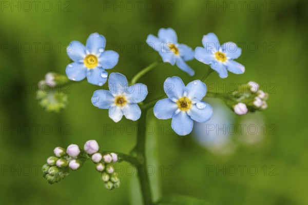 Close-up of the blue flowers of marsh forget-me-not (Myosotis scorpioides) with yellow centre and water droplets against a blurred green background, North Rhine-Westphalia, Germany, Europe