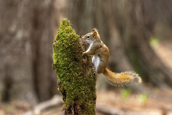 American red squirrel (Tamiasciurus hudsonicus) known as the pine squirrel, North American red squirrel and chickaree
