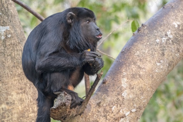 Black howler (Alouatta), Pantanal, inland, wetland, UNESCO Biosphere Reserve, World Heritage Site, wetland biotope, Mato Grosso, Brazil, South America