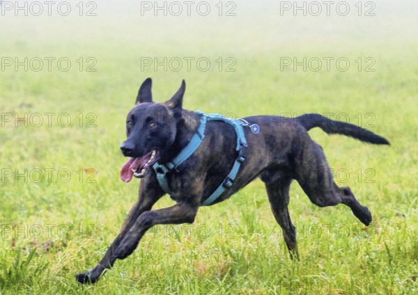 A powerful police dog, a Malinois shepherd, stands at attention. The dog is about two years old, with a well-trained, athletic build. His coat is short and thick, in the typical brown and black colours often found on service dogs. His ears are pricked up and his eyes look alert and focussed, as if he is ready to follow orders at any time