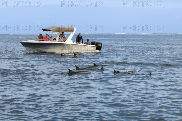 Tourists swimming, snorkelling with dolphins, spinner dolphin (Stenella longirostris), spinner dolphin, Tamarin, Indian Ocean, island, Mauritius, Africa