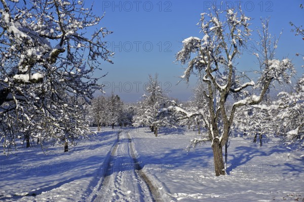 Orchard meadow in winter, Orchard meadow in winter