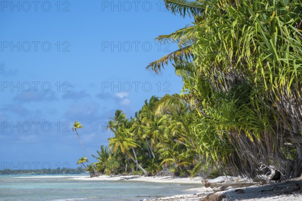 Forest with lush tropical vegetation, Tikehau, Atoll, Tuamotu Archipelago, Tuherahera, Rangiroa, French Polynesia, Oceania