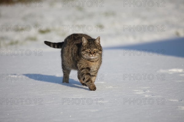 Brown Tabby Domestic Cat, Female walking on Snow, Normandy