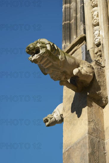 Sandstone gargoyle on the medieval façade of Magdeburg's Gothic cathedral