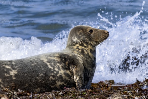 Grey seal (Halichoerus grypus) on the north beach Helgoland Düne, Helgoland, North Sea, Pinneberg district, Schleswig-Holstein, Germany, Europe