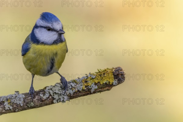 Blue tit (Cyanistes caeruleus) sitting on a rotten tree branch overgrown with lichen, garden, Hochrhein, Germany, Europe