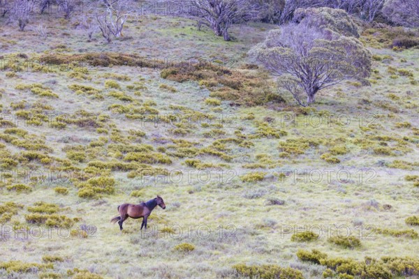 A landscape view with wild brumbies on the Cascade Hut Trail near Dead Horse Gap and Thredo in Kosciuszko National Park, New South Wales, Australia, Oceania