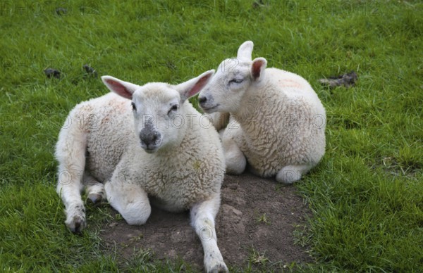 Two lambs in the pasture in the English Cotswolds resting and enjoying spring