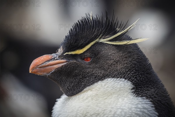 Rockhopper penguin (Eudyptes chrysocome), portrait, Pebble Island, Falkland Islands, Great Britain, South Atlantic, South America