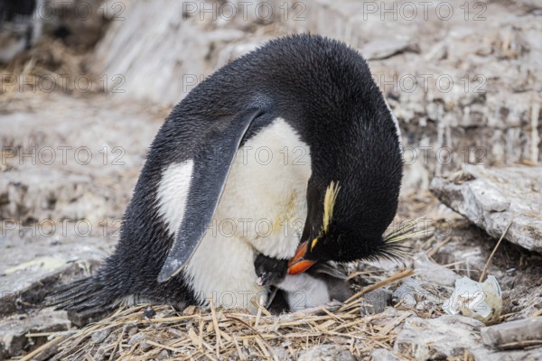 Rockhopper penguin (Eudyptes chrysocome) breeding, Bleaker Island, Falkland Islands, Great Britain, South Atlantic, South America