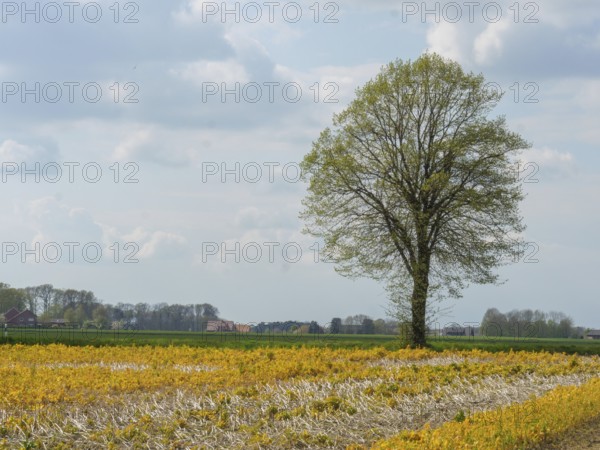 A lonely tree in a field with yellow flowers in front of a cloudy sky, südlohn, münsterland, germany
