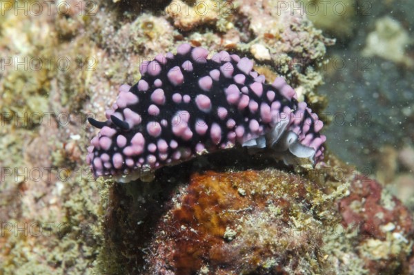 Poison Wart Snail, Red Sea (Phyllidiella pustulosa)