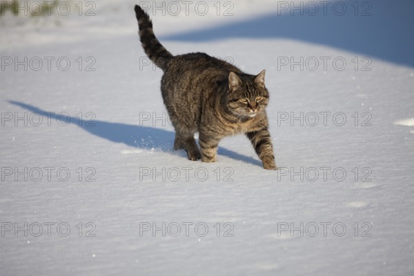 Brown Tabby Domestic Cat, Female walking on Snow, Normandy
