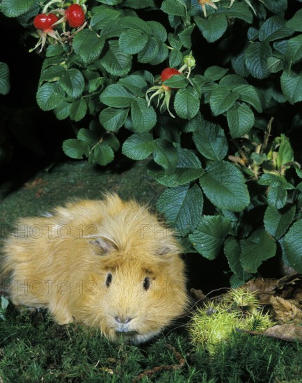 Guinea Pig (cavia porcellus)