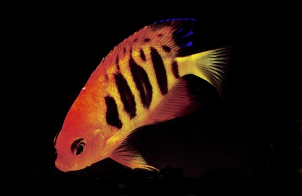 Fire Dwarf Angelfish, Flame Angelfish, Fire Dwarf Angelfish, Flame Angelfish, Other Animals, Fish, Animals, Angelfish, Flame Angelfish, centropyge loriculus, Adult against Black background