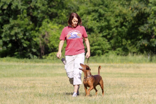 Woman and German Pinscher, walking by foot, footwork, training of dogs, able to walk on a leash, leash handling
