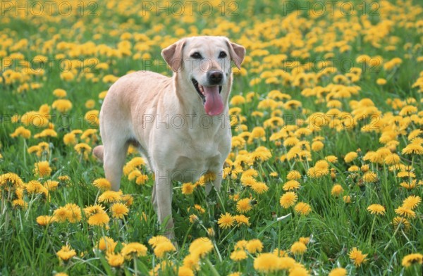 Labrador Retriever