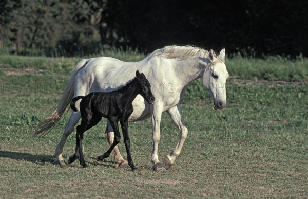 LIPIZZAN HORSE, MARE AND FOAL STANDING IN PADDOCK