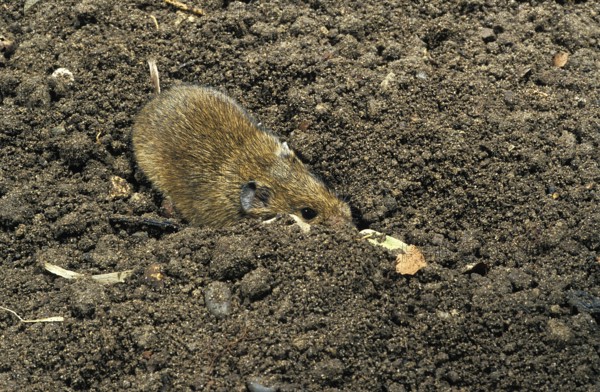 Common vole (microtus arvalis), adult DIGGING