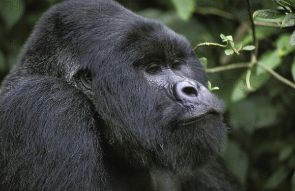 Mountain Gorilla (gorilla beringei), gorilla, Portrait of Male, Virunga Park in Rwanda