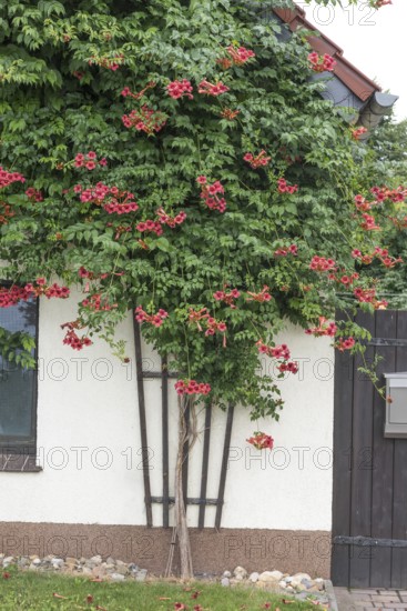American trumpet bindweed (Campsis radicans 'Flamenco'), Germany, Europe