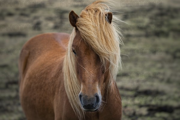 A chestnut pony with a flowing blonde mane stands in a grassy field, projecting a calm and serene atmosphere, horse, animal, icelandic horse, Iceland, Europe