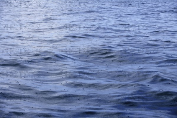 Blue sea surface on rainy day rain falling over waves