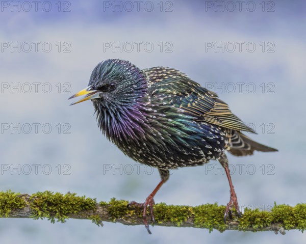 Starling (Sturnus vulgaris) in spring plumage, early migratory bird, Hochrhein, Baden-Württemberg, Germany, Europe