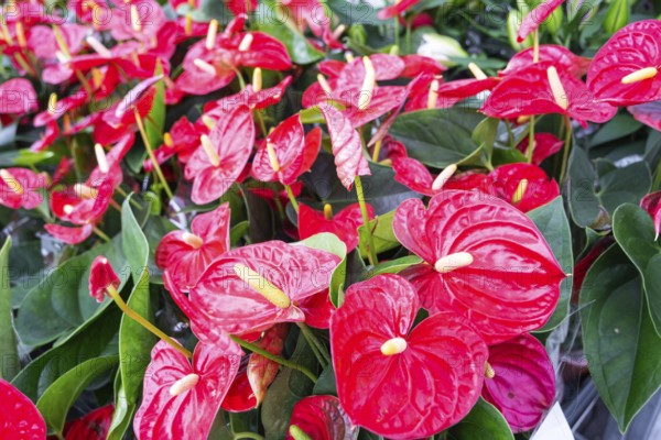 Red anthurium flowers in a flower shop, a pattern of blooming hearts of male happiness, wholesale supply of potted house plants, a gift for March 8, Valentine's day, birthday