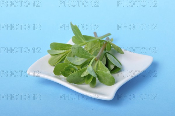 Purslane in a saucer on a blue background, Fresh green leaves displayed on a small white square plate against a blue background
