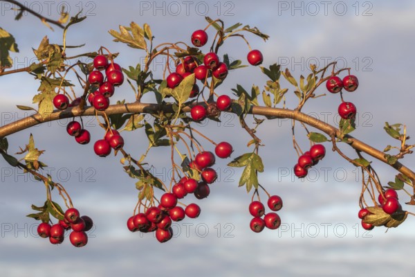 Fruits and leaves of the common hawthorn (Crataegus monogyna, Common Hawthorn) in front of cloudy sky A twig with the red fruits (haws) and leaves of the common hawthorn (Crataegus monogyna) in front of cloudy sky. Hawthorn is an important medical plant