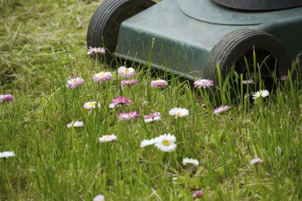 Seasons and yard maintenance concept with lawn mower and dainty white and pink spring flowers in a green garden lawn