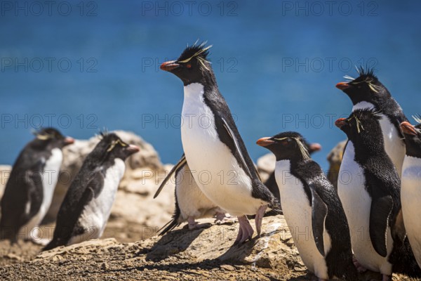 Rockhopper penguins (Eudyptes chrysocome) on the way to their colony, Pebble Island, Falkland Islands, Great Britain, South Atlantic, South America