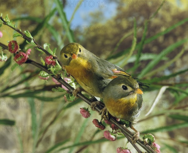 RED BILLED red-billed leiothrix (leiothrix lutea), ADULTS