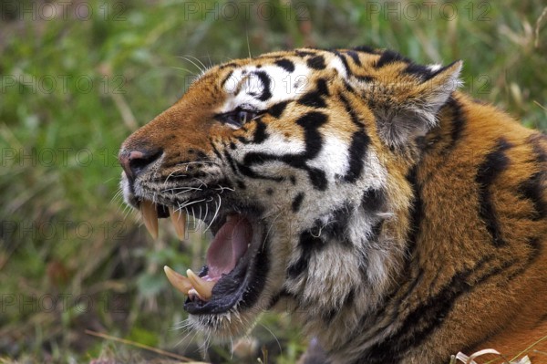 Siberian Tiger (panthera tigris altaica), Adult snarling