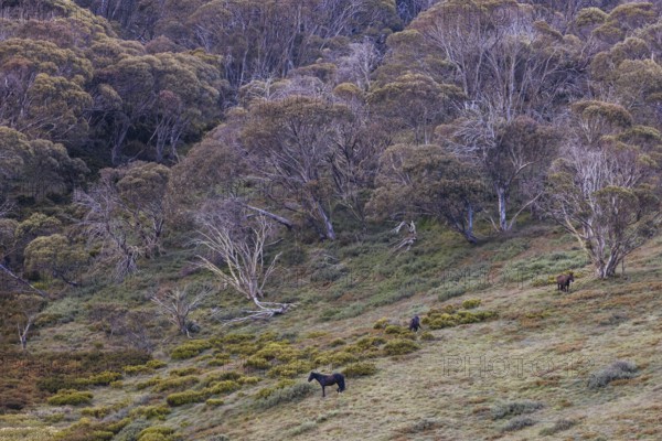 A landscape view with wild brumbies on the Cascade Hut Trail near Dead Horse Gap and Thredo in Kosciuszko National Park, New South Wales, Australia, Oceania