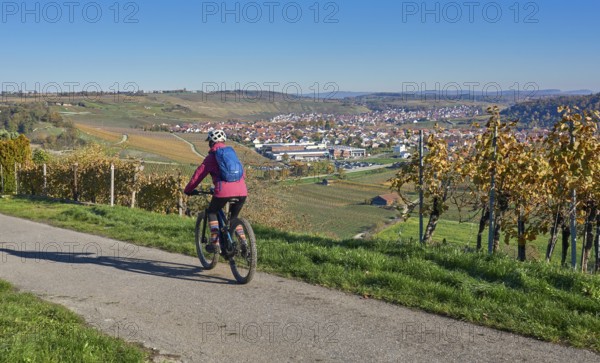 Nice senior woman riding her electric mountain bike in the steep, autumn coloured vineyards of the Neckar valley, Baden-Württemberg, Germany, Europe