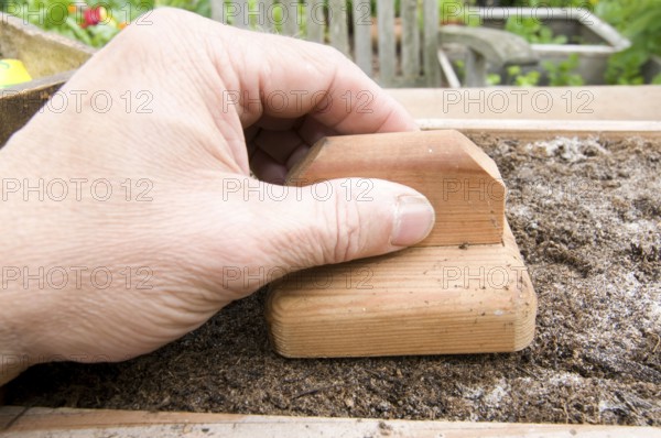 Sowing true sage, pressing seeds, sowing, sowing, sowing